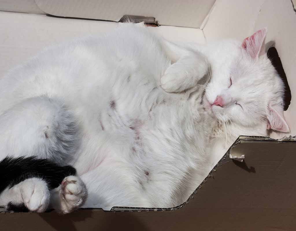 Katzenparadies am Balkon