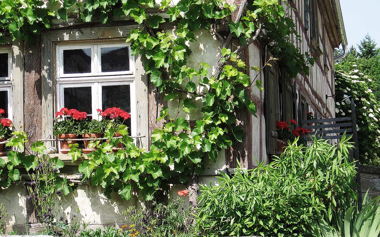 Lichtverhältnisse im Garten: Vollsonnig, absonnig, halbschattig oder schattig?