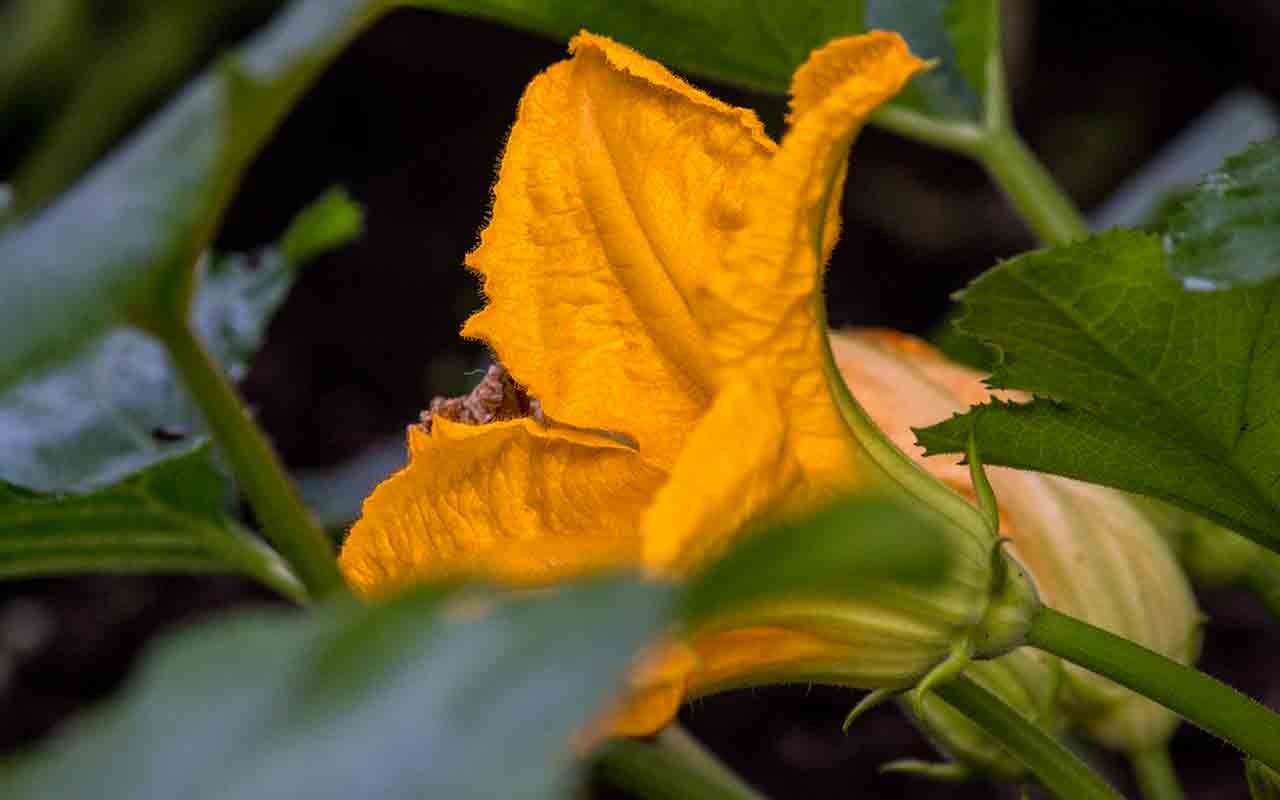 Handbestäubung für eine reiche Zucchiniernte