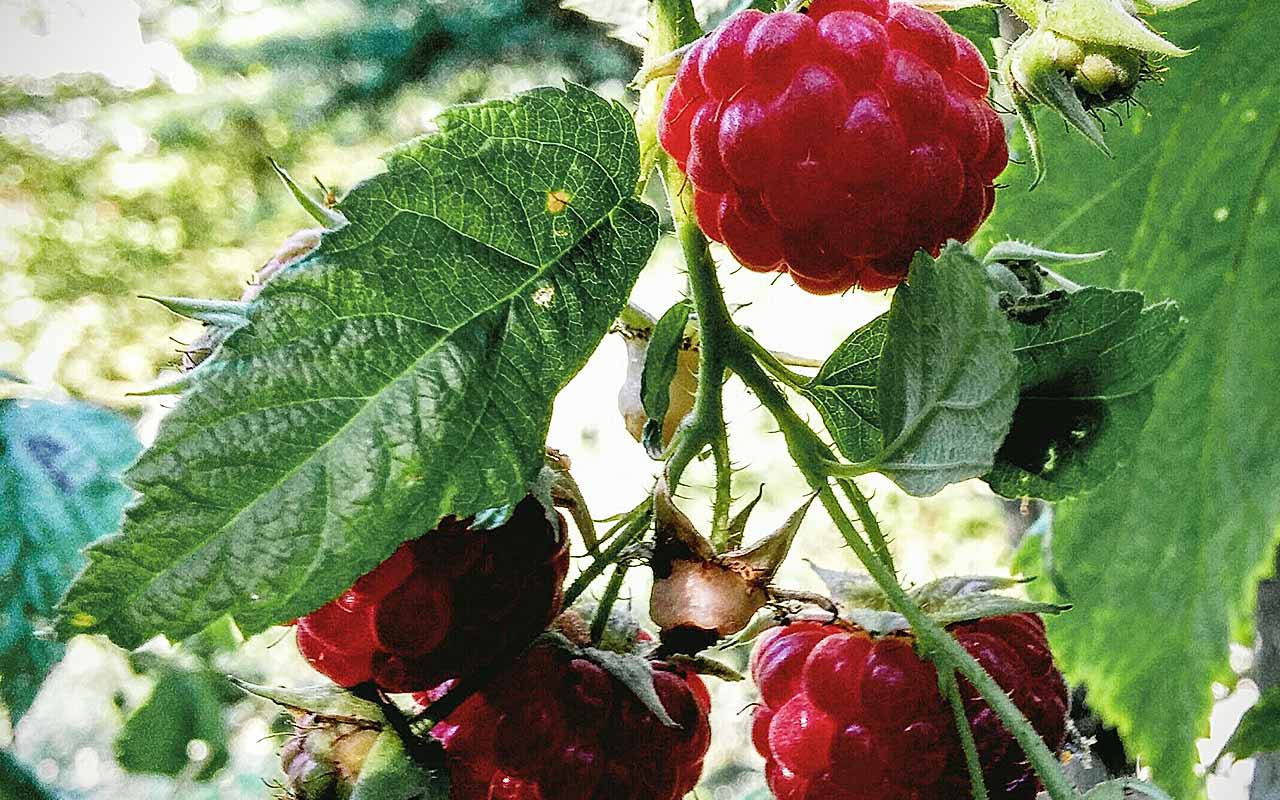 Himbeeren schneiden – Rückschnitt bei Sommerhimbeere und Herbsthimbeere