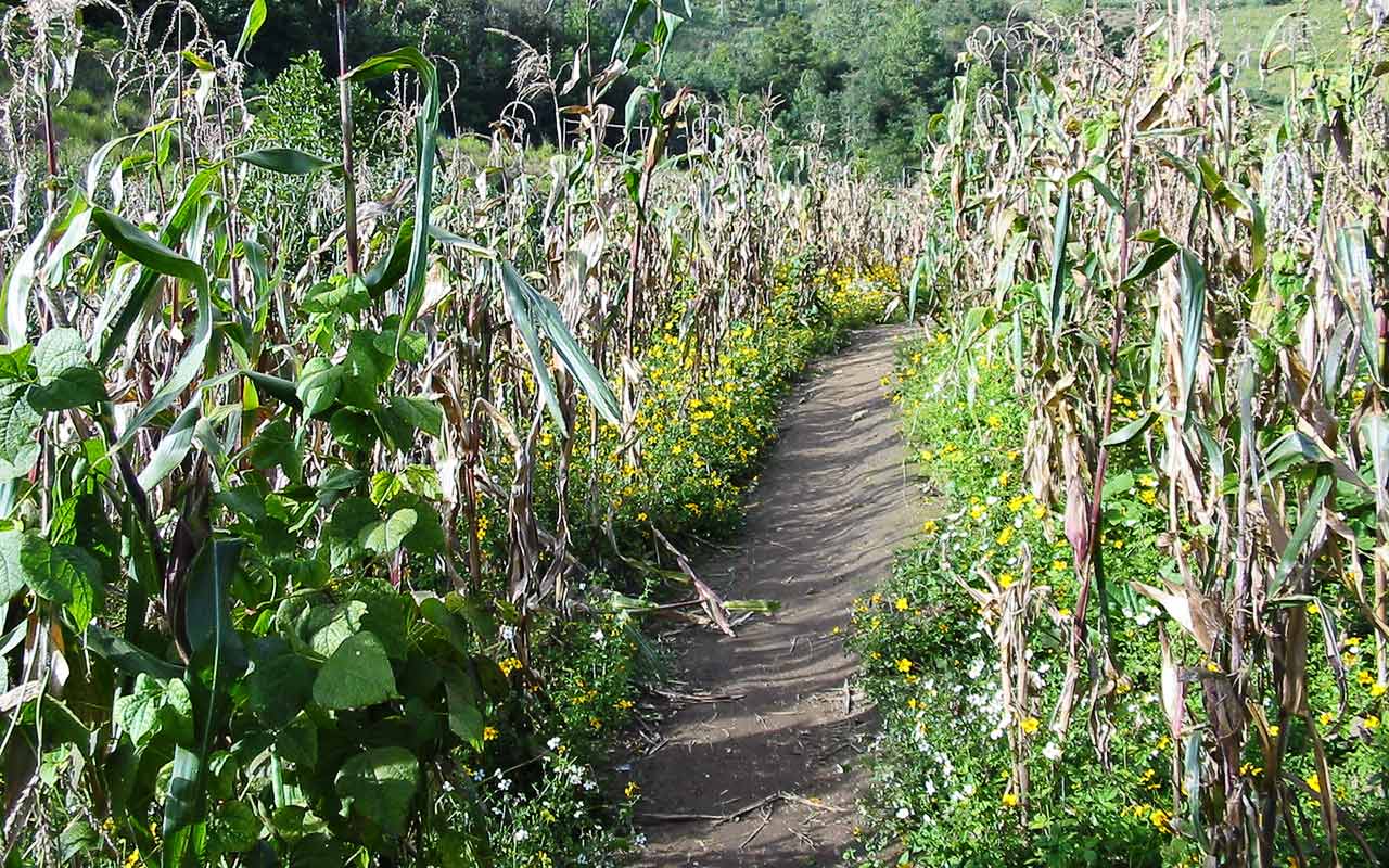Milpa oder Indianerbeet anlegen (Mais, Kürbis und Bohnen)