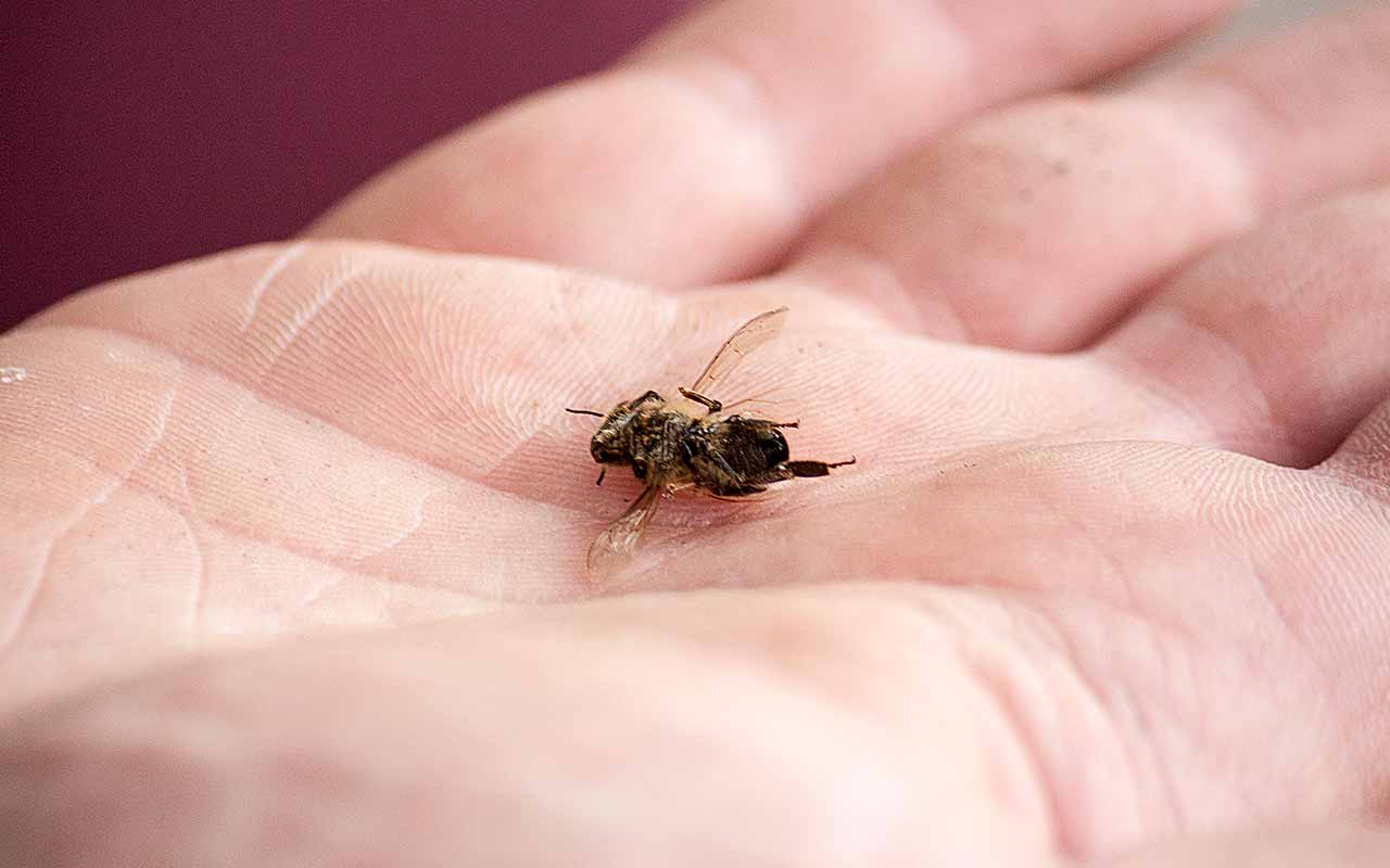 Wo sind die Bienen nur geblieben? Bienensterben durch Pestizide