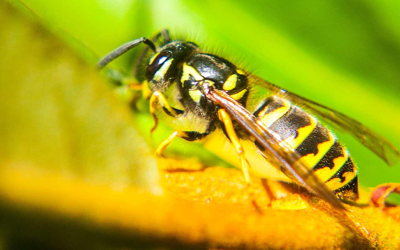 Wespe – Freund oder Feind?