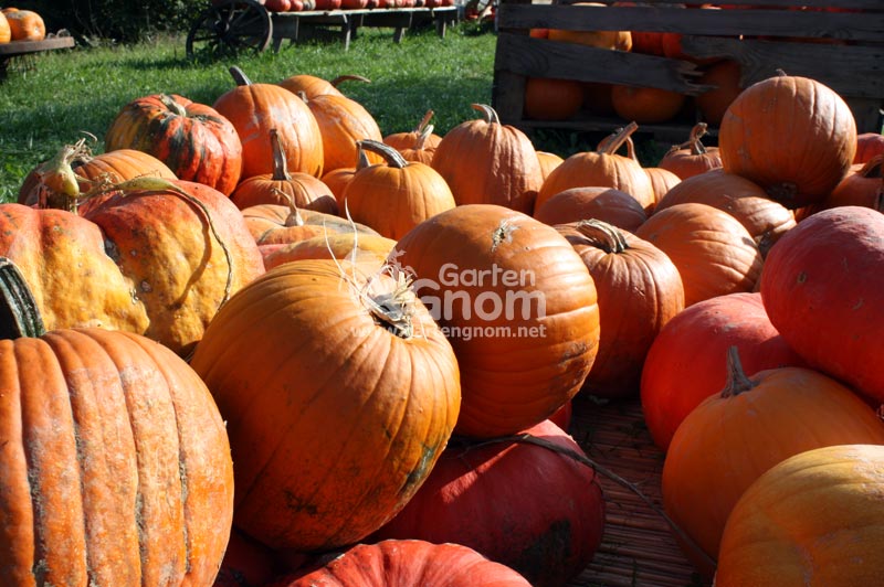Halloween-Kürbisse