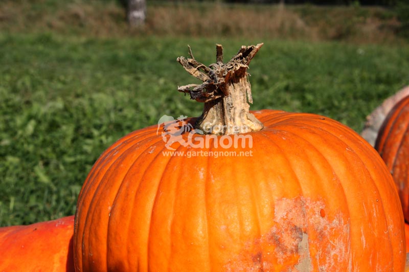 Halloween-Kürbisse