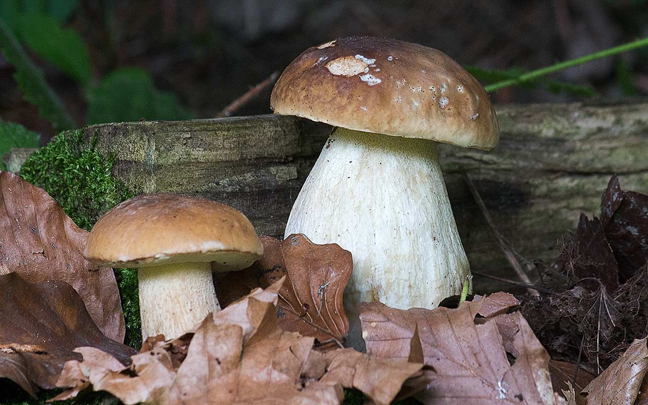 Herbstzeit ist Schwammerlzeit?
