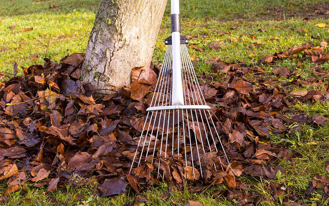 Wertvolles Herbstlaub – Dünger, Wintermantel und Behausung