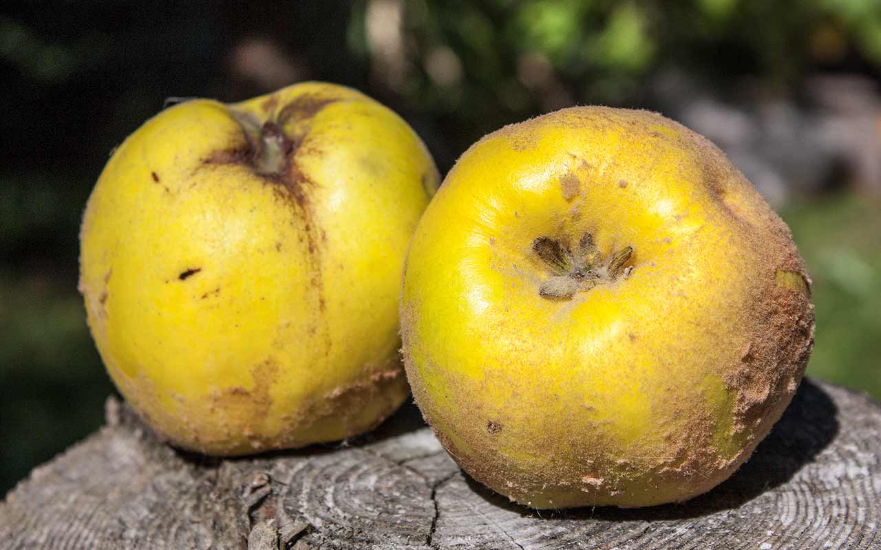 Herbstliche Obsternte – Von Äpfeln, Birnen, Quitten und mehr