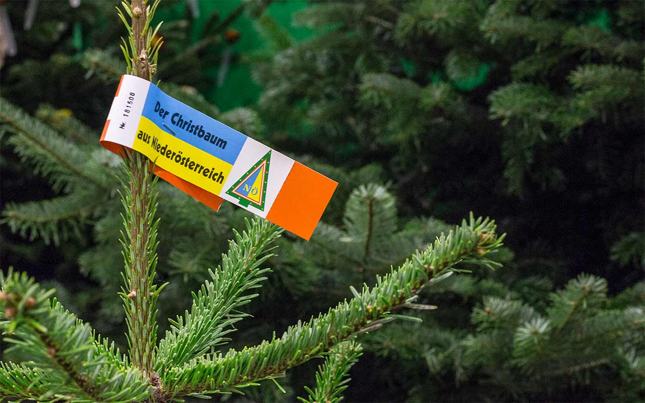 Bio-Christbäume bleiben länger grün