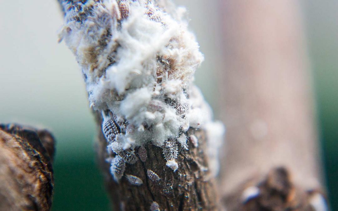 Wollläuse: Was tun, wenn Pflanzen von Schmierläusen befallen sind?