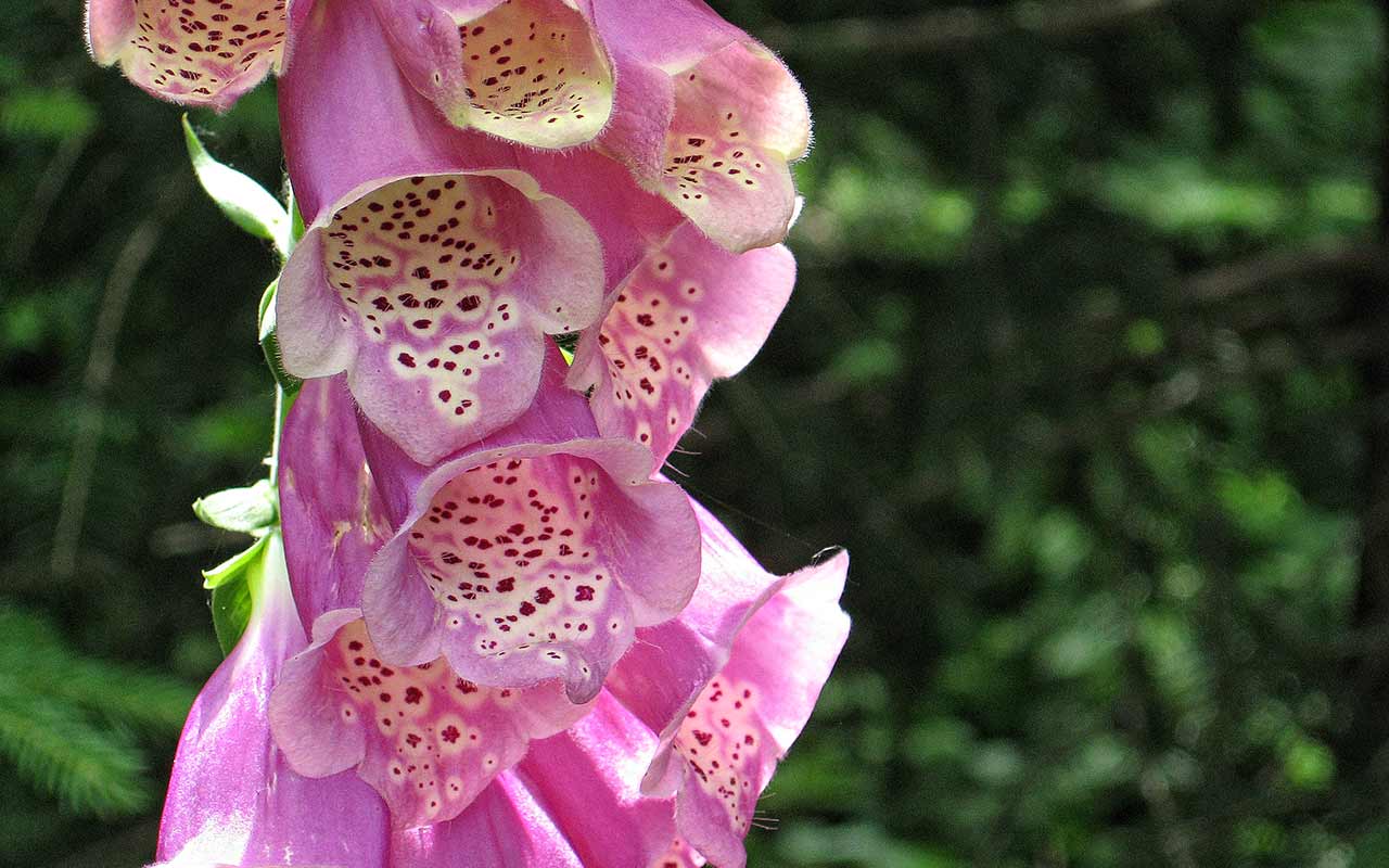 Giftige Pflanzen im Garten