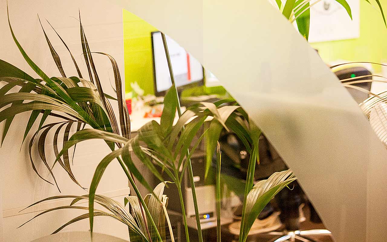 Büro-Pflanzen für ein gesünderes Arbeitsklima