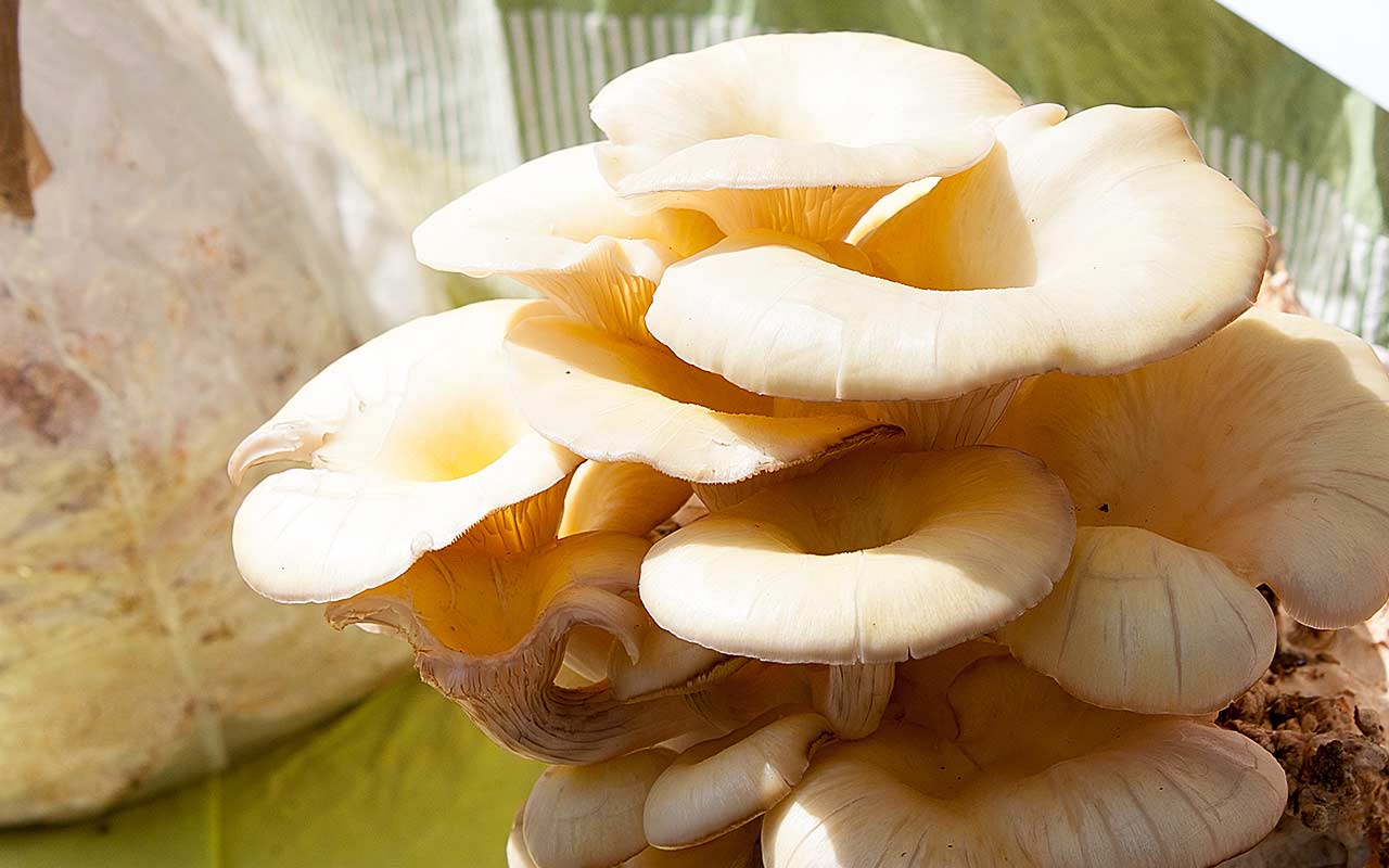 Eigene Schwammerl – Die Pilzzucht im eigenen Garten auf Holz und Stroh