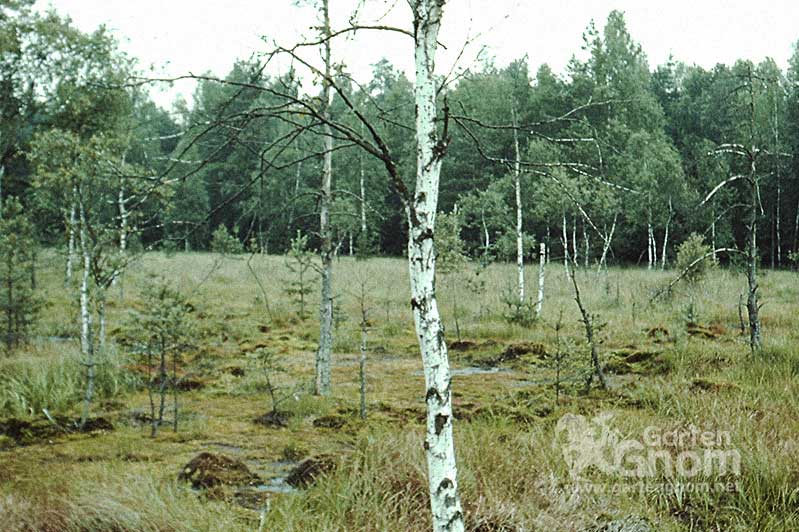 Naturpark "Hochmoor-Gemeindeau" bei Heidenreichstein (Österreich)
