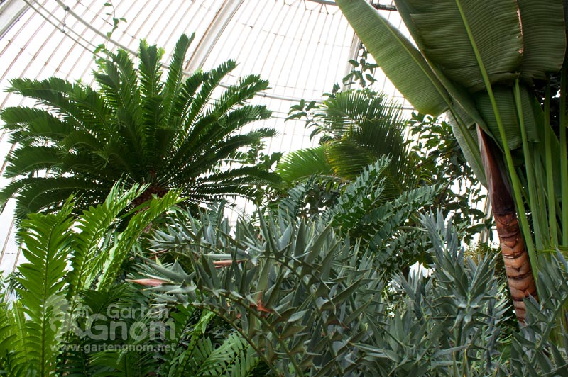 Im großen Palmenhaus in den Kew Gardens in London.