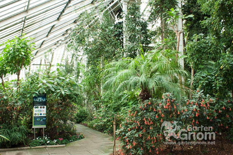 Im Temperate House in den Kew Gardens in London.