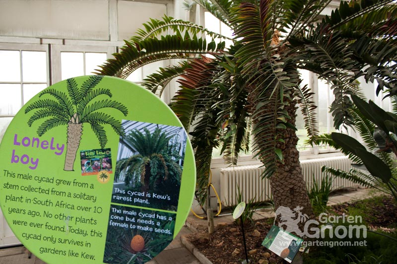 Lonely Boy im Temperate House in den Kew Gardens in London.