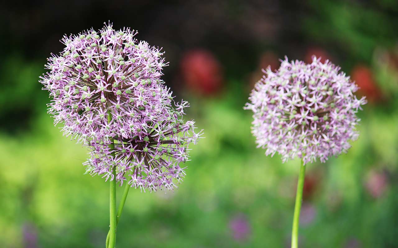 Zierlauch (Allium)