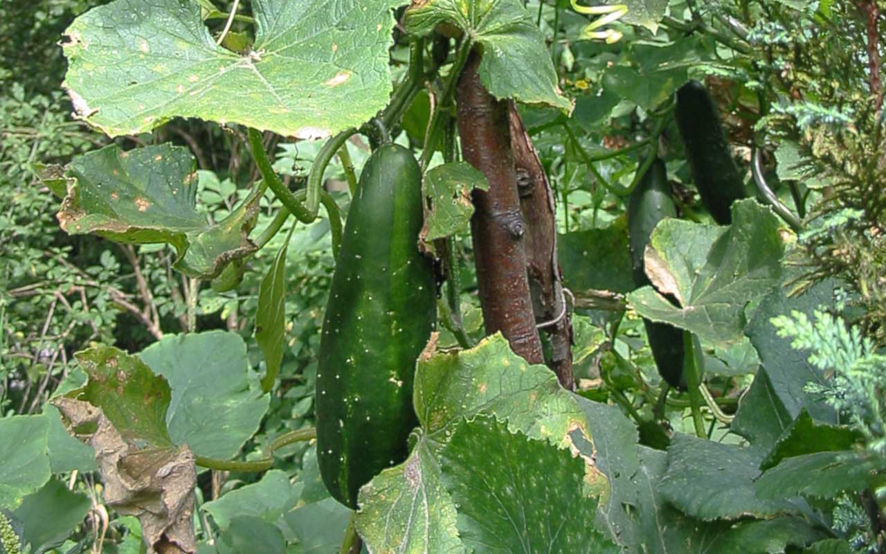 EHEC Keime – Gedanken zu Gemüse aus Garten und der Region