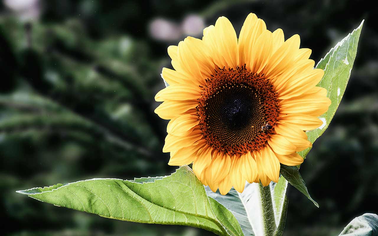 Sonnenblumen säen: Eine Guerilla-Gardening Aktion zieht um die Welt