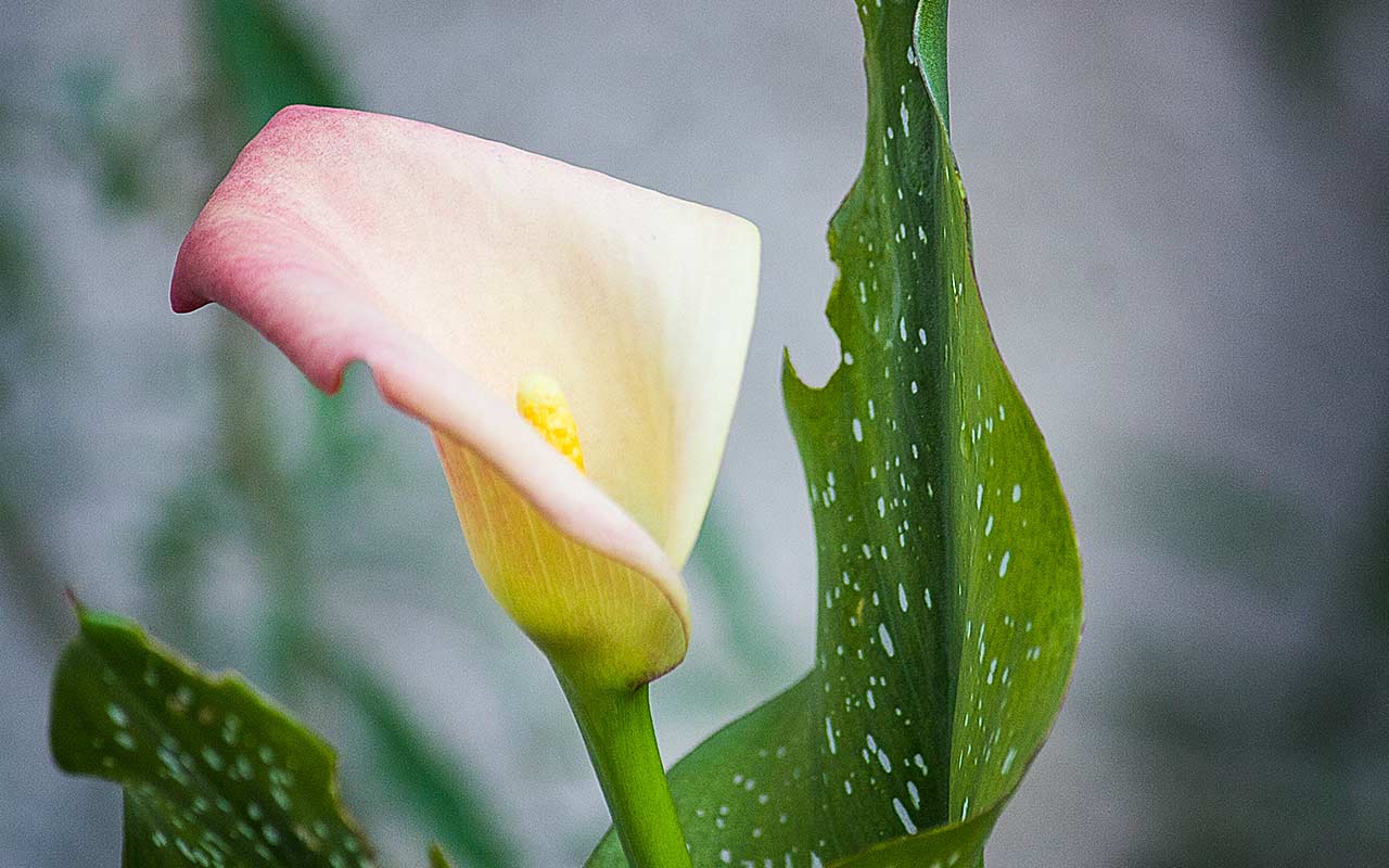 Zimmercalla (Zantedeschia) – Sorten, Pflege, Krankheiten