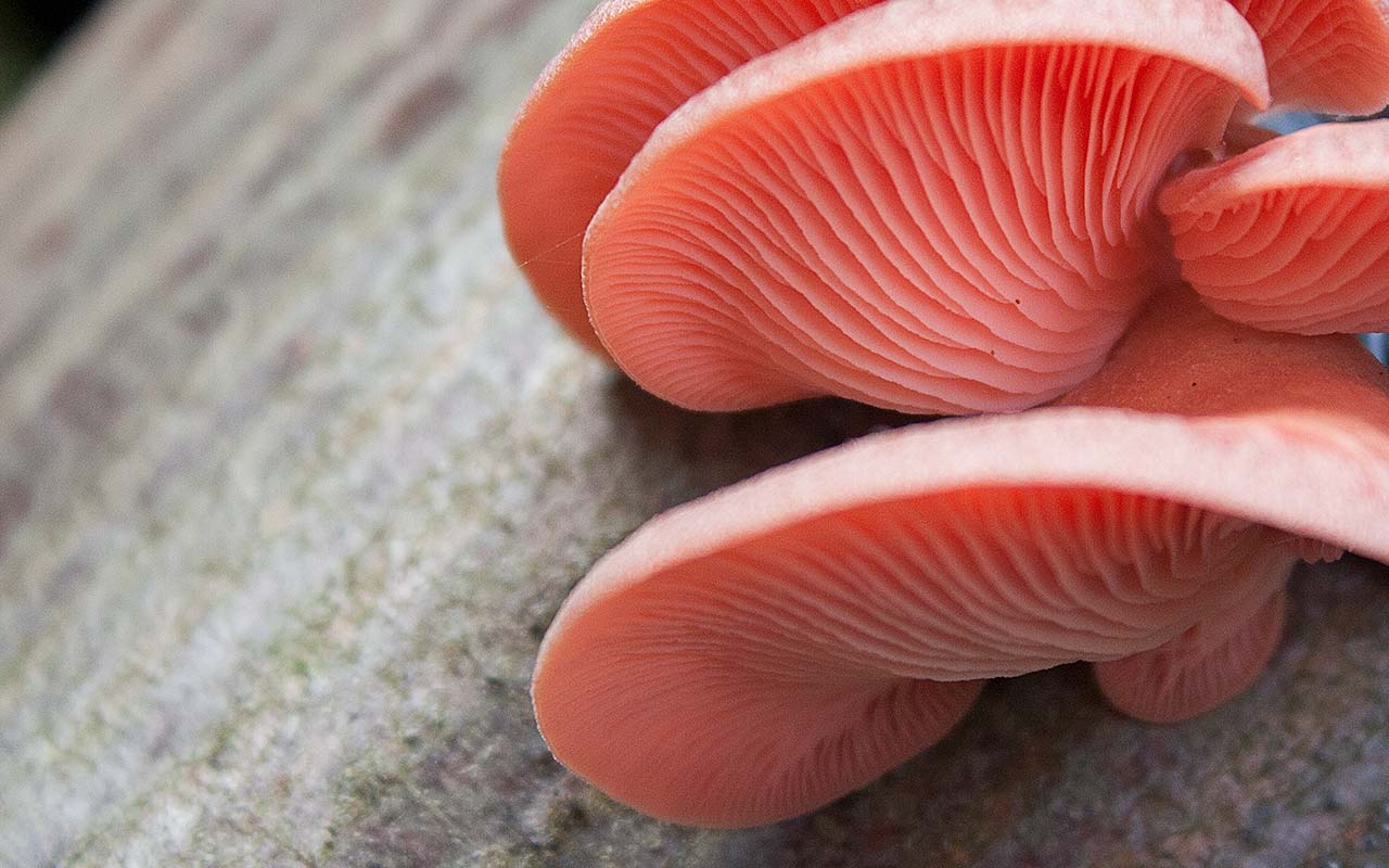 Schwammerl (Pilze) im eigenen Garten anbauen