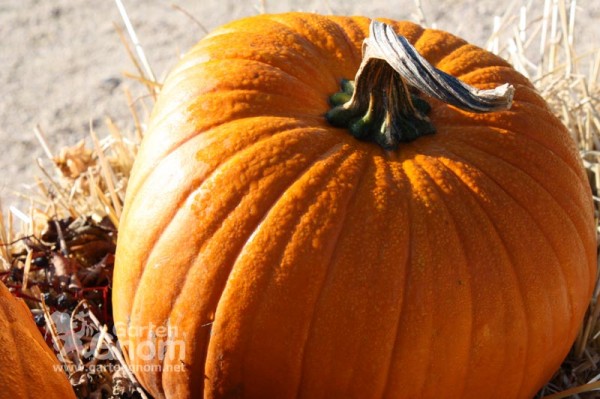 Halloween-Kürbis