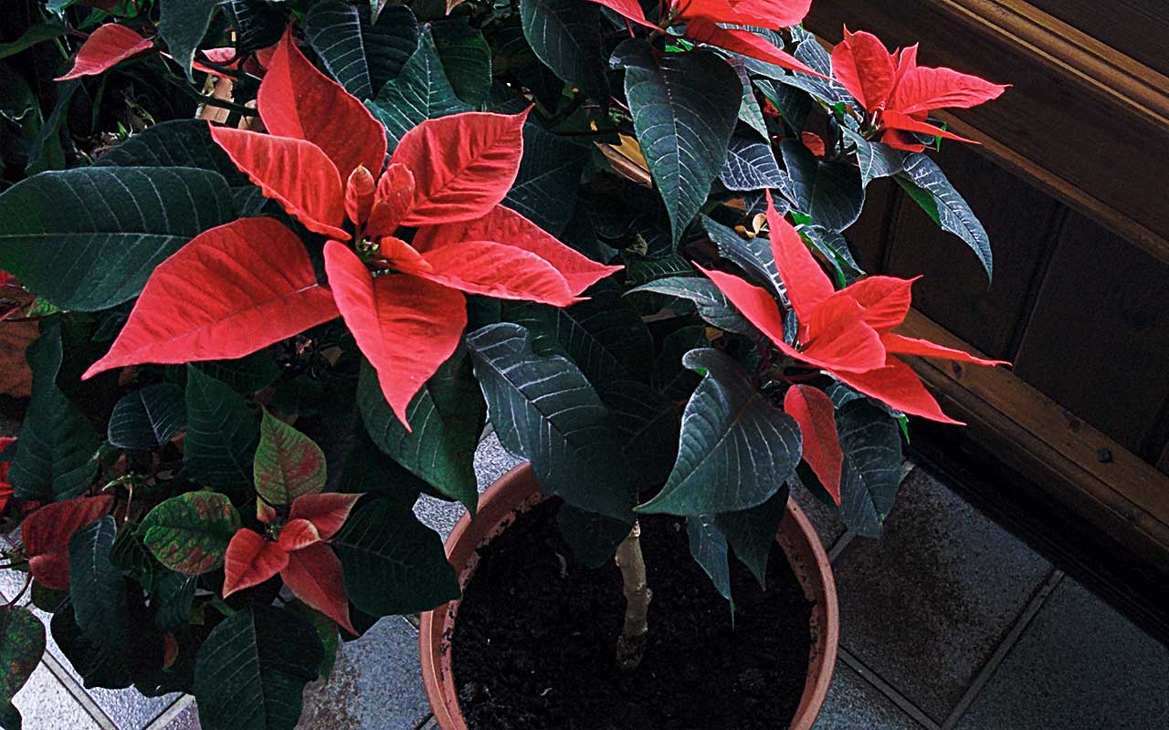 Weihnachtsstern – Es gibt ein Leben nach Weihnachten