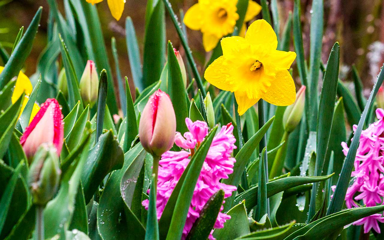 Zwiebelblumen am Balkon