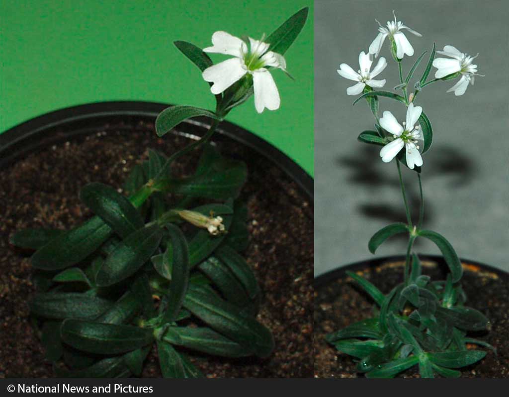 Silene stenophylla: Wiederbelebung nach 31.800 Jahren