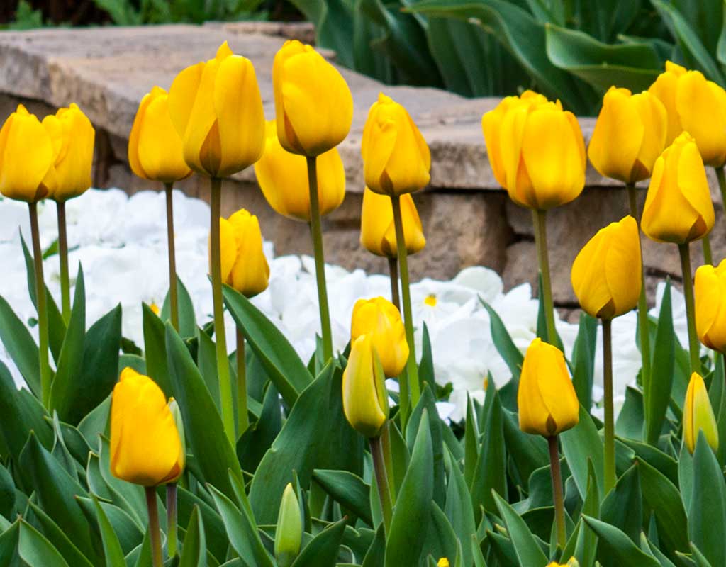 Warum werden meine Tulpen von Jahr zu Jahr kleiner oder verschwinden?