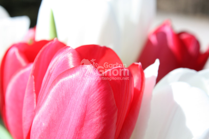 Rote und weiße Tulpen