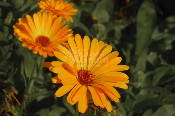 Ringelblume
