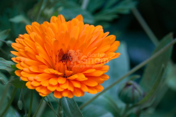 gefüllte Ringelblume