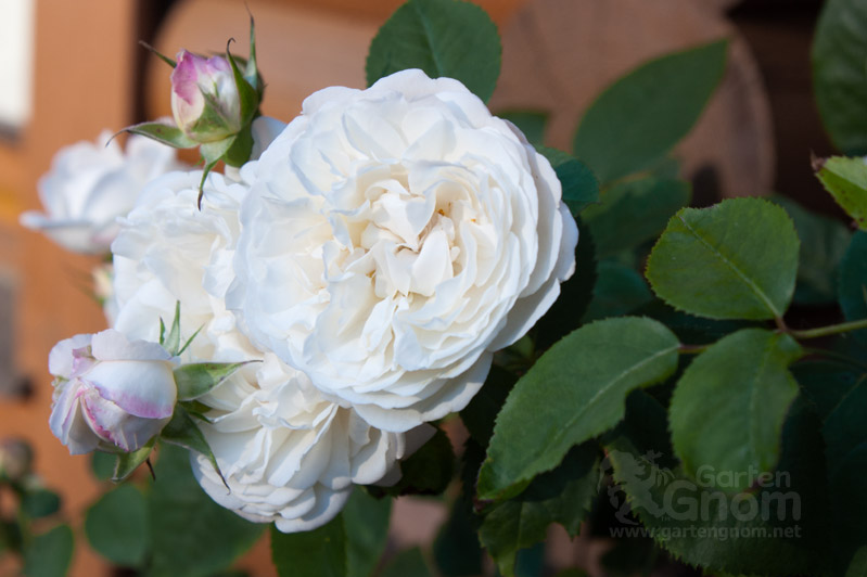 Rose: Westminster Cathedral