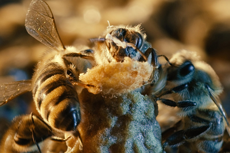 © Filmladen Filmverleih More Than Honey - Bienen