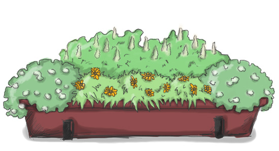Balkonkasten mit Duftsteinrich weiß (Honigduft), Ringelblume, Duftresede (Veilchenduft)