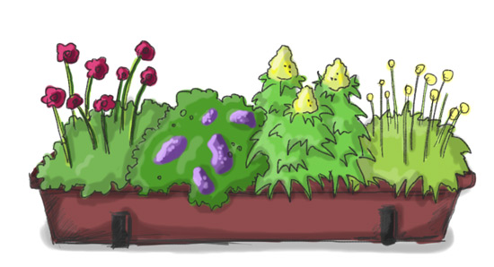 Balkonkasten mit Schokoladenblume, Vanilleblume (Vorsicht giftig), Mohnbrötchenblume, Gummibärchenblume