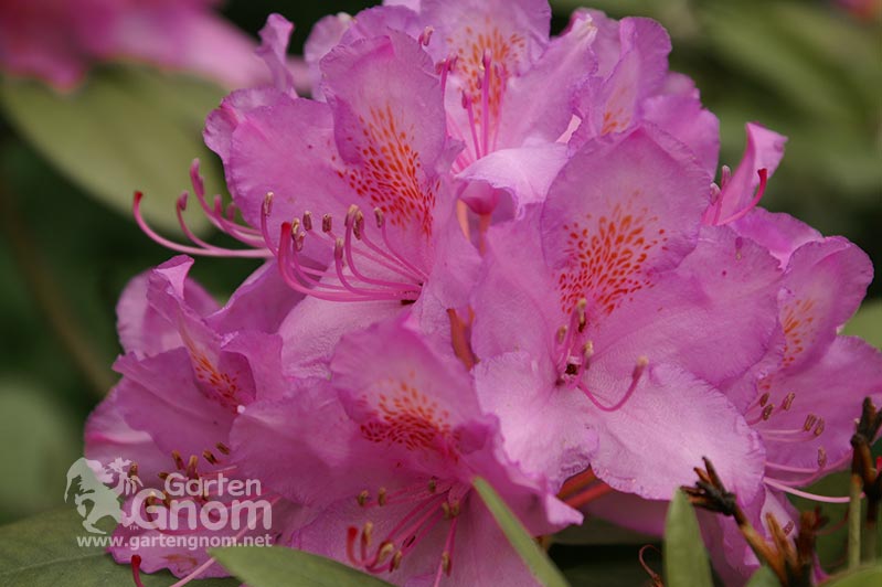 Pinker Rhododendron