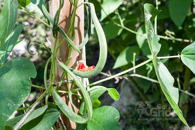 Bohnen im Gartenbeet