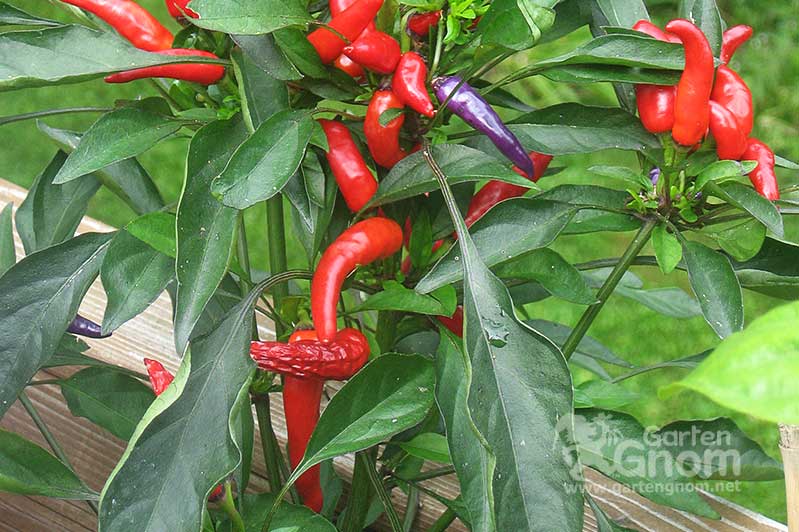 Chilli im Hochbeet.