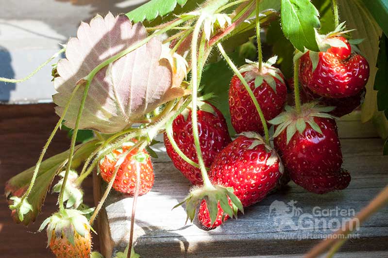 Garten-Erdbeeren am Balkon.