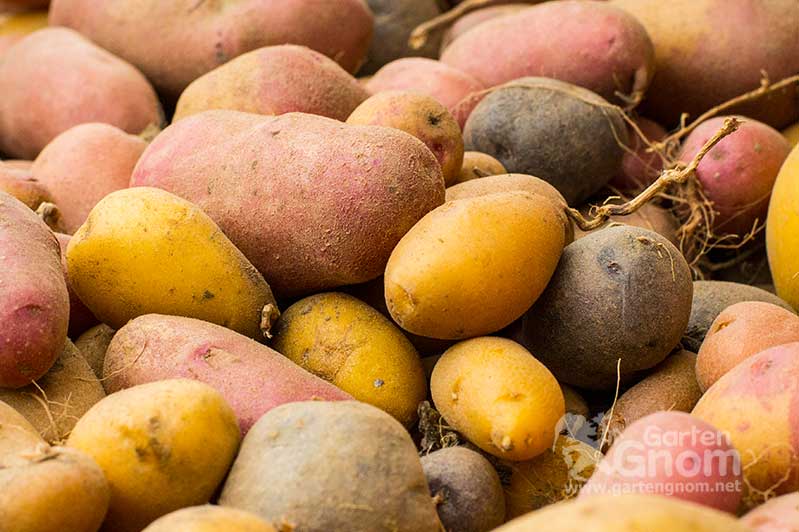 Kartoffelernte mit unterschiedlichen Sorten.