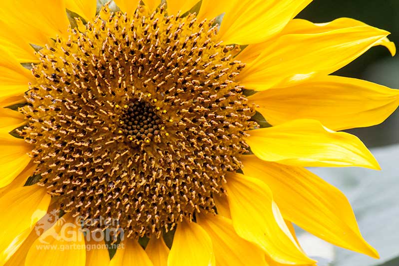 Eine Sonnenblume im GartenGnom-Garten.