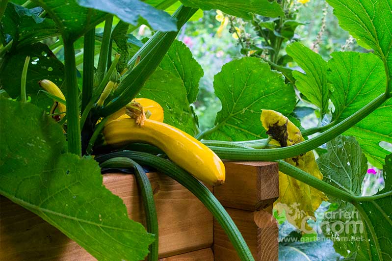 Eine gelbe Zucchini im Hochbeet.
