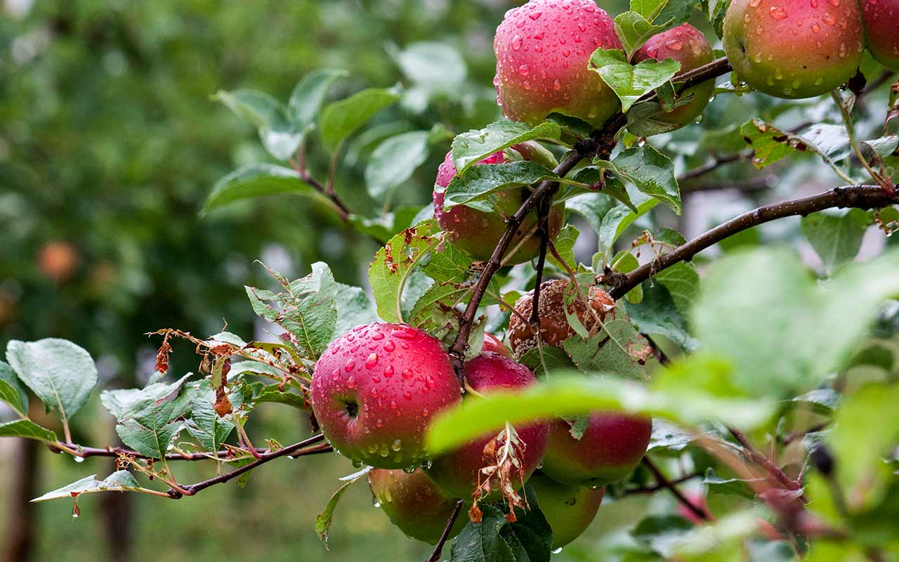 Gartenarbeiten im August