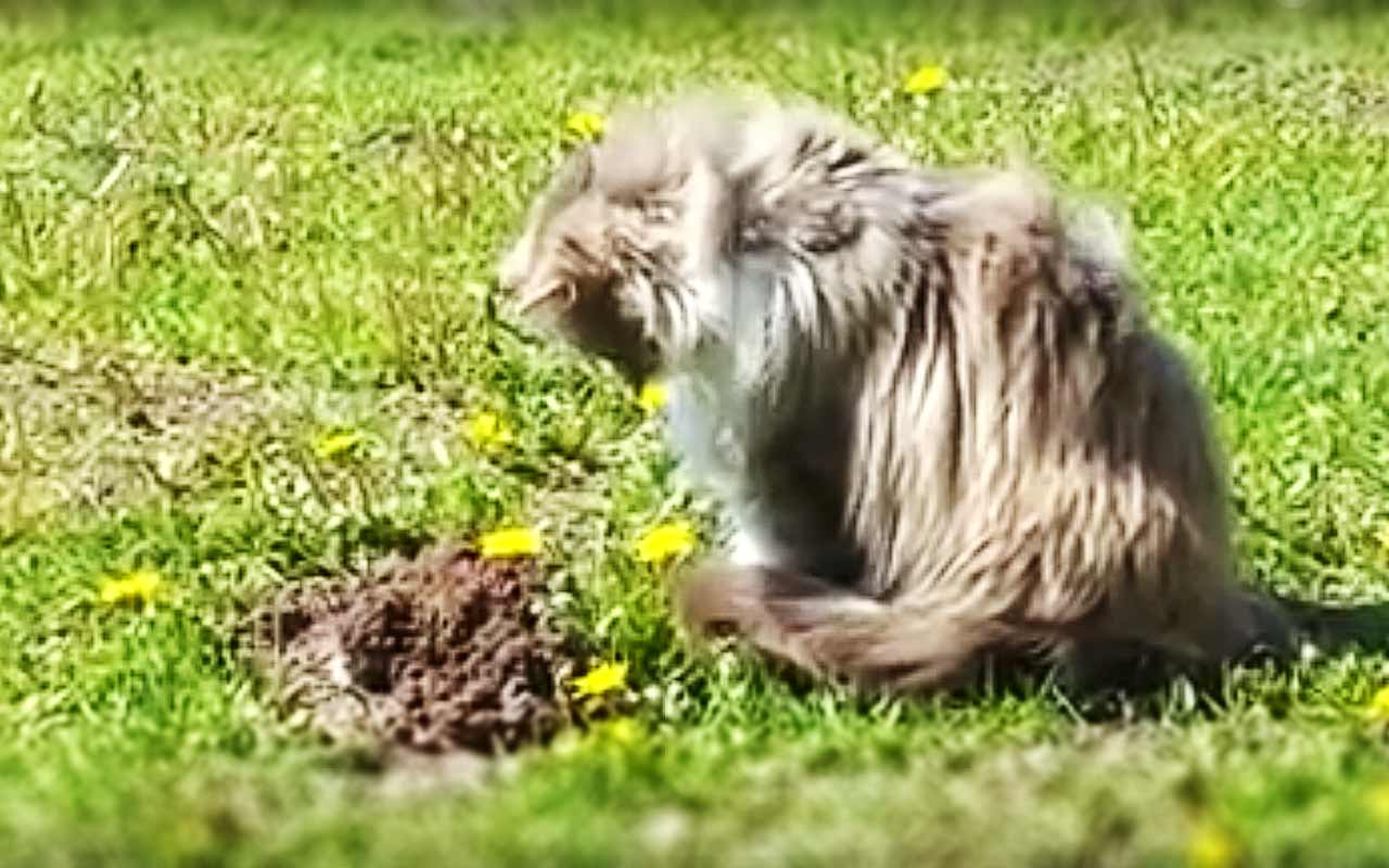 Video: Maulwurfvertreibung einmal anders…