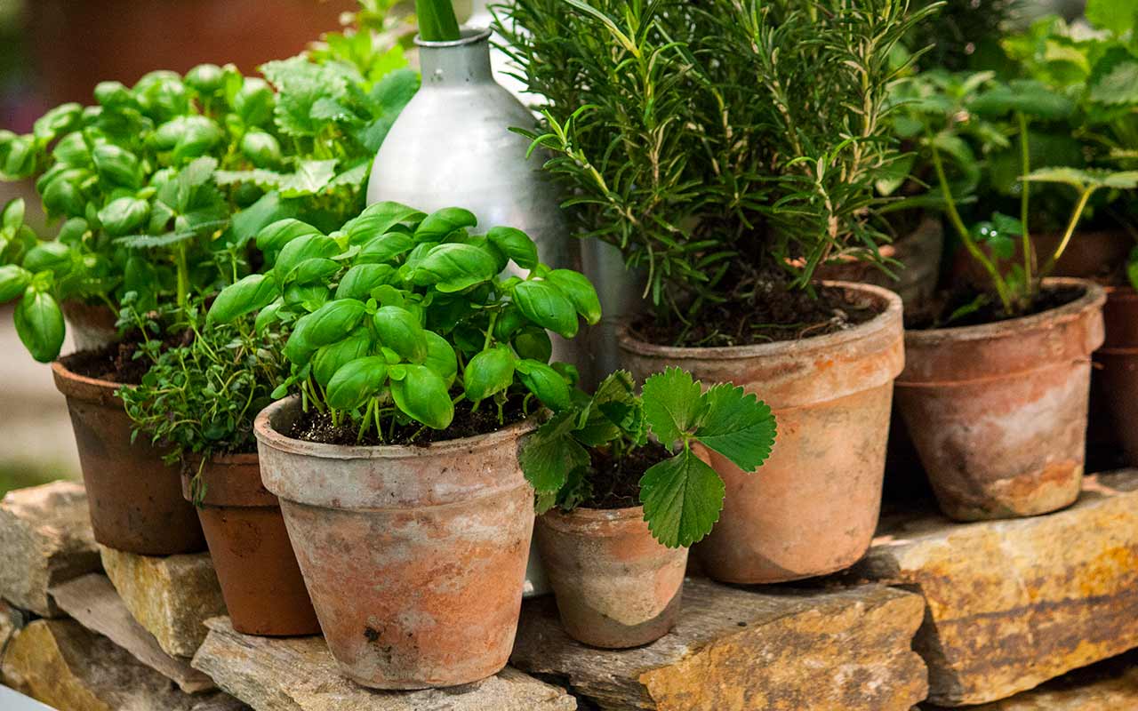 Topfgarten: Welche Topfgröße ist ideal?