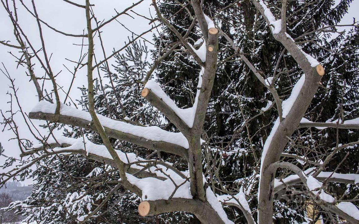 Winterschnitt eines Apfelbaumes