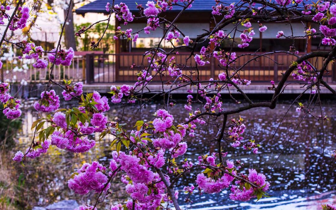 Setagayapark: Kirschblüte im japanischen Garten in Wien